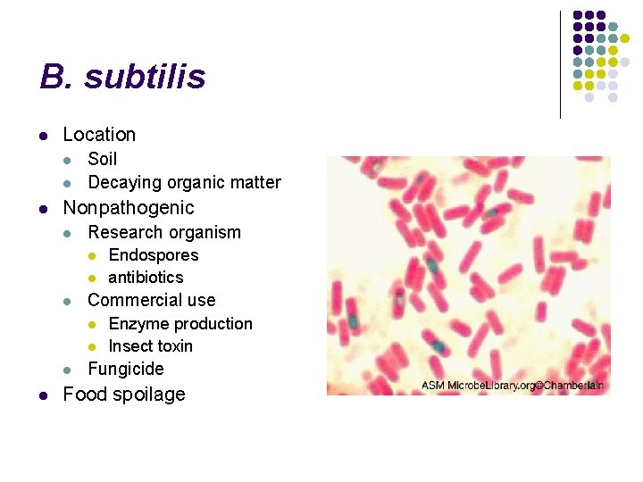 B. subtilis l Location l l l Soil Decaying organic matter Nonpathogenic l Research