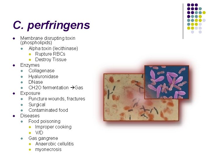 C. perfringens l l Membrane disrupting toxin (phospholipids) l Alpha toxin (lecithinase) l Rupture