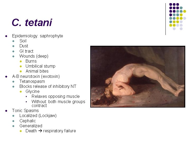 C. tetani l l l Epidemiology: saphrophyte l Soil l Dust l GI tract