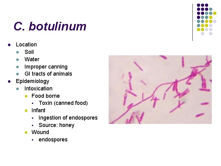 C. botulinum l l Location l Soil l Water l Improper canning l GI