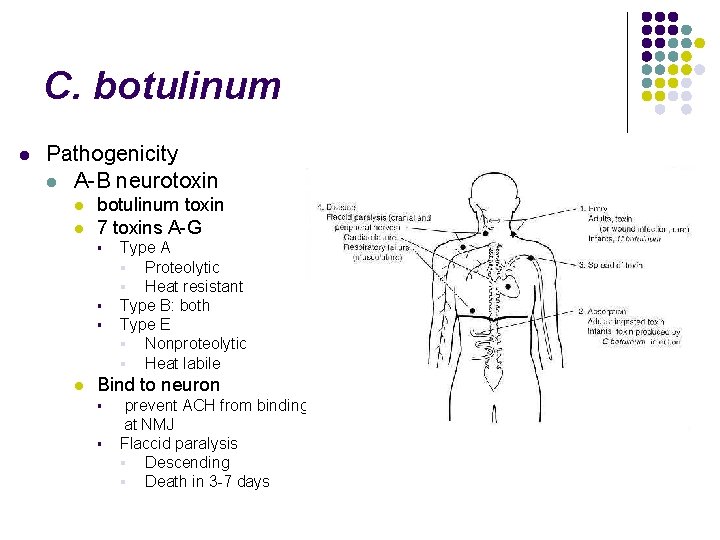 C. botulinum l Pathogenicity l A-B neurotoxin l l botulinum toxin 7 toxins A-G