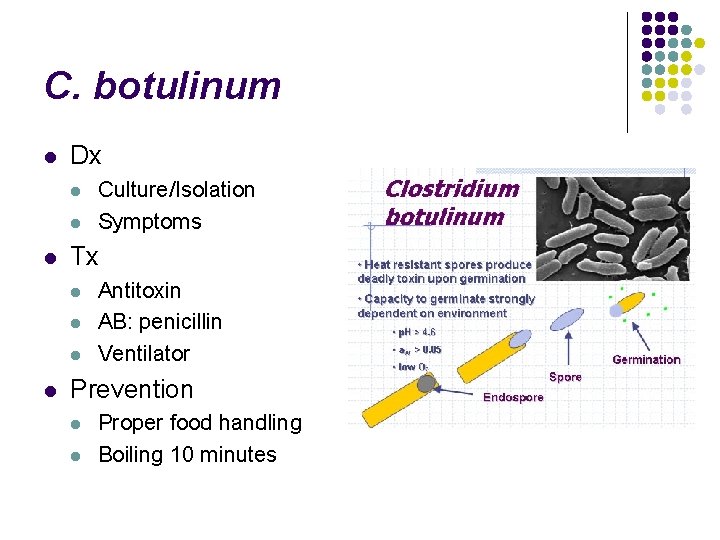 C. botulinum l Dx l l l Tx l l Culture/Isolation Symptoms Antitoxin AB: