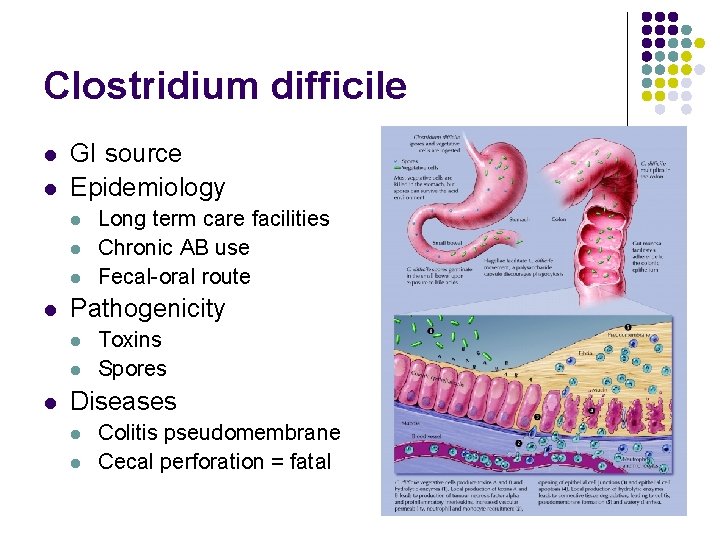 Clostridium difficile l l GI source Epidemiology l l Pathogenicity l l l Long
