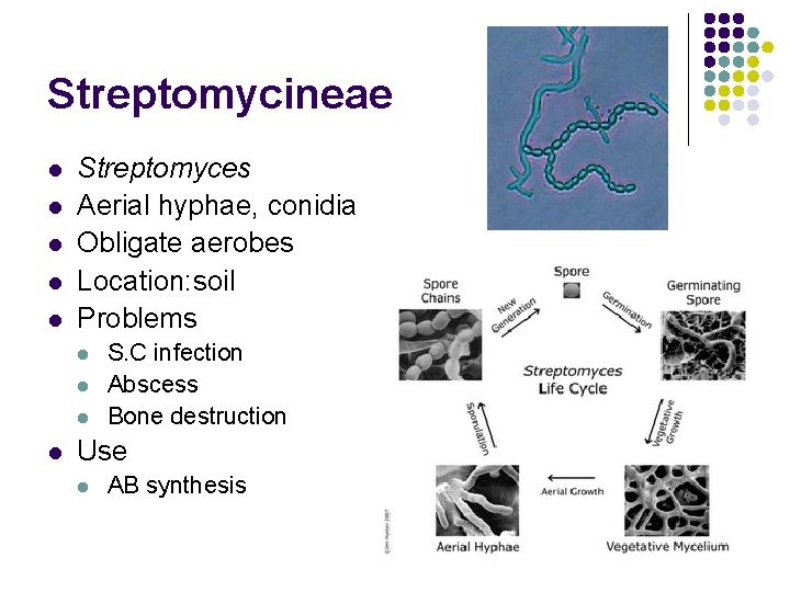 Streptomycineae l l l Streptomyces Aerial hyphae, conidia Obligate aerobes Location: soil Problems l