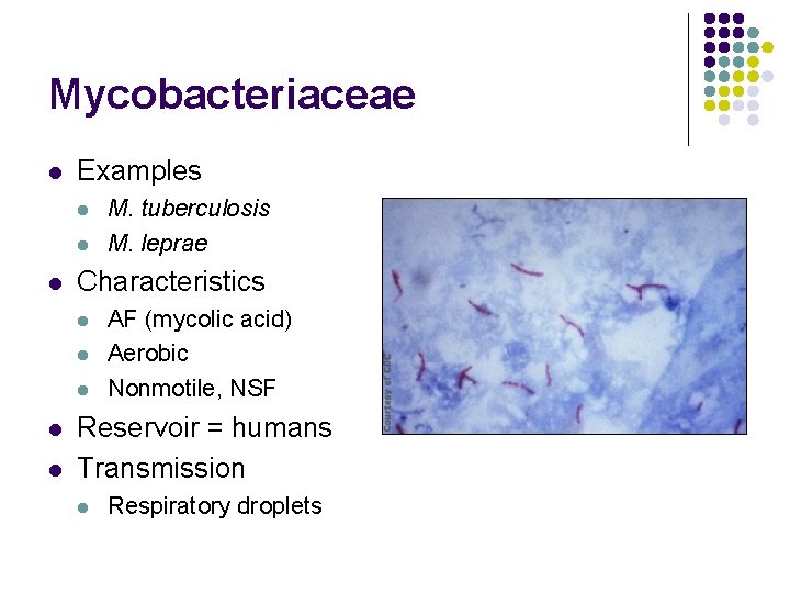 Mycobacteriaceae l Examples l l l Characteristics l l l M. tuberculosis M. leprae