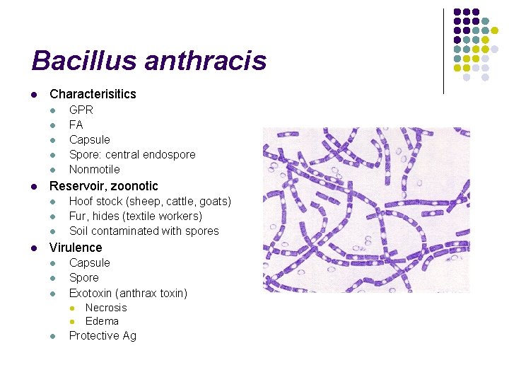 Bacillus anthracis l Characterisitics l l l Reservoir, zoonotic l l GPR FA Capsule
