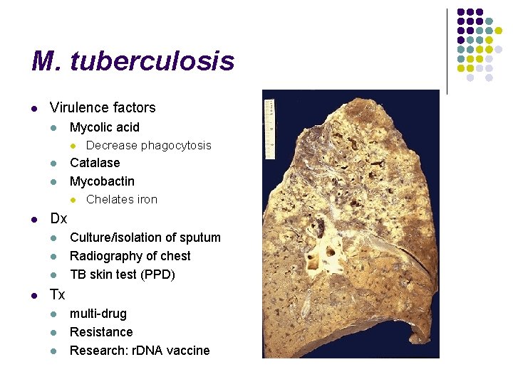 M. tuberculosis l Virulence factors l Mycolic acid l l l Catalase Mycobactin l