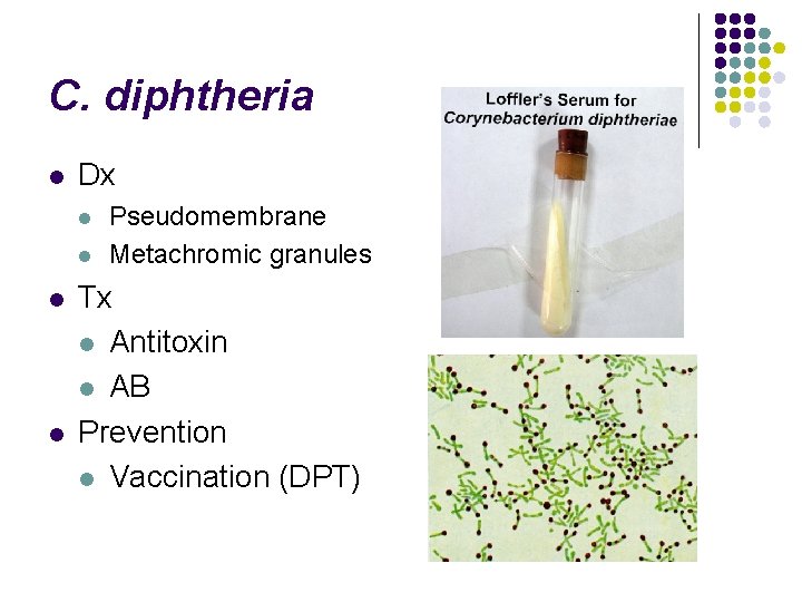 C. diphtheria l Dx l l Pseudomembrane Metachromic granules Tx l Antitoxin l AB