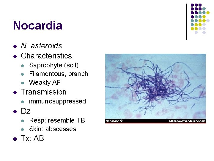 Nocardia l l N. asteroids Characteristics l l Transmission l l immunosuppressed Dz l