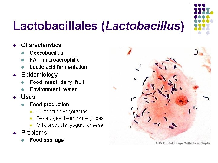 Lactobacillales (Lactobacillus) l Characteristics l l Epidemiology l l l Coccobacillus FA – microaerophilic