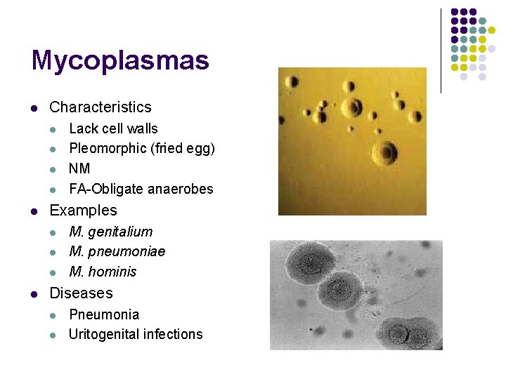 Mycoplasmas l Characteristics l l l Examples l l Lack cell walls Pleomorphic (fried