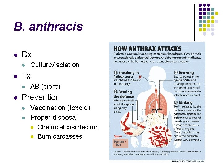 B. anthracis l Dx l l Tx l l Culture/Isolation AB (cipro) Prevention l