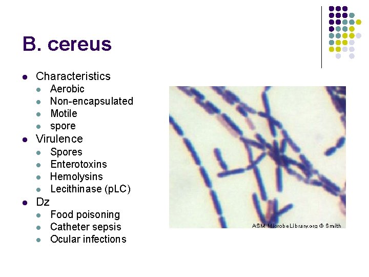 B. cereus l Characteristics l l l Virulence l l l Aerobic Non-encapsulated Motile