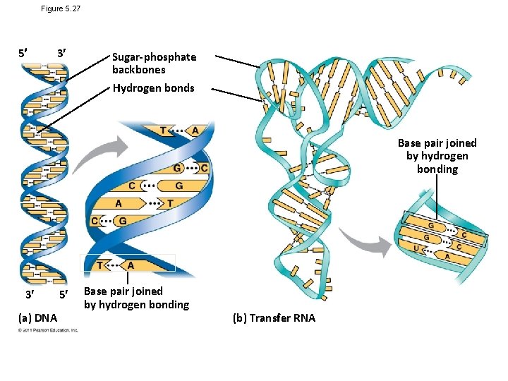Figure 5. 27 5 3 Sugar-phosphate backbones Hydrogen bonds Base pair joined by hydrogen