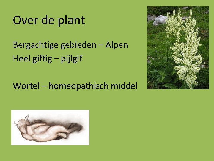 Over de plant Bergachtige gebieden – Alpen Heel giftig – pijlgif Wortel – homeopathisch