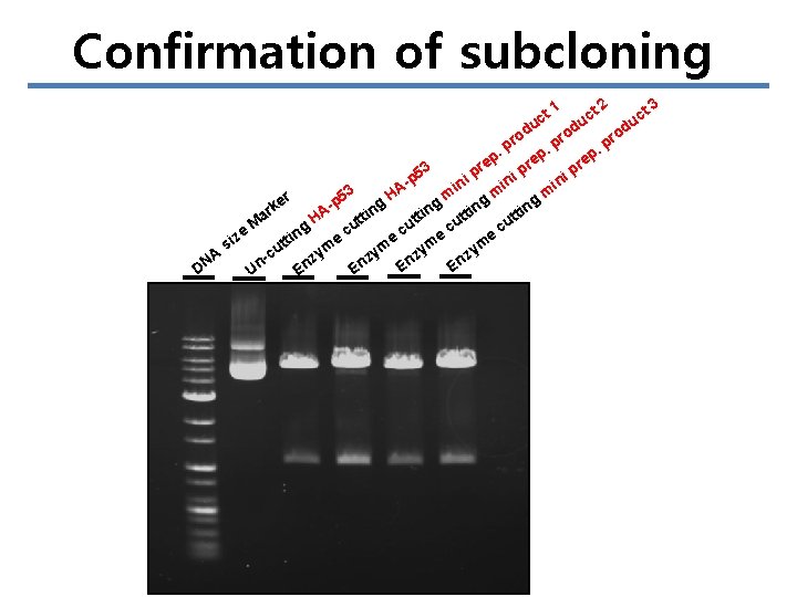 Confirmation of subcloning 3 2 ct ct u u d d od pro ro