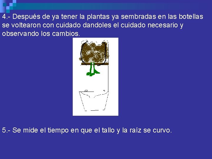 4. - Después de ya tener la plantas ya sembradas en las botellas se