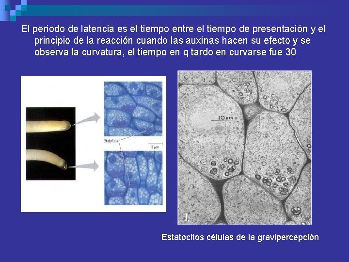 El periodo de latencia es el tiempo entre el tiempo de presentación y el