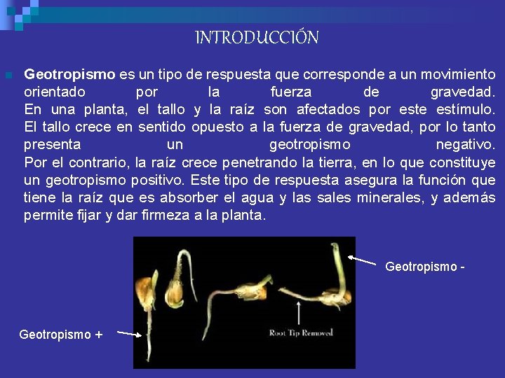 INTRODUCCIÓN n Geotropismo es un tipo de respuesta que corresponde a un movimiento orientado