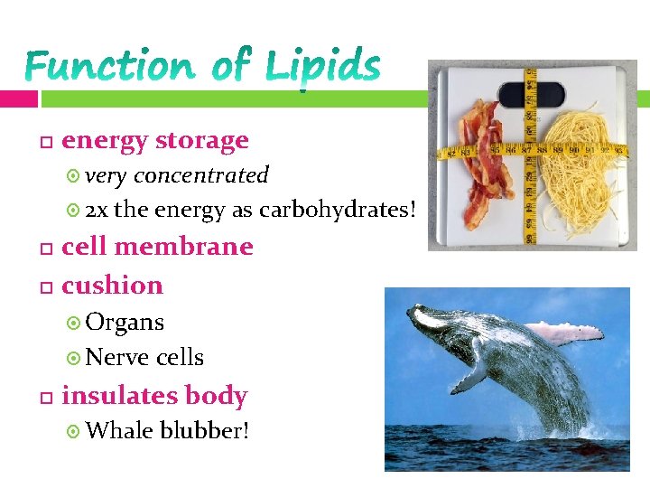  energy storage very concentrated 2 x the energy as carbohydrates! cell membrane cushion