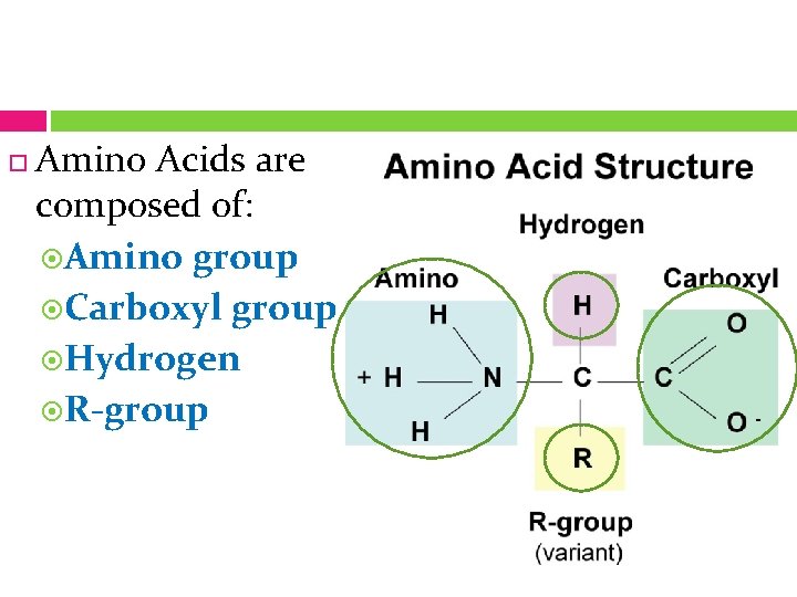  Amino Acids are composed of: Amino group Carboxyl group Hydrogen R-group 