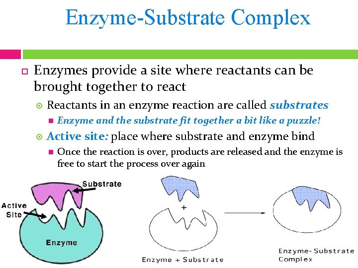 Enzyme-Substrate Complex Enzymes provide a site where reactants can be brought together to react