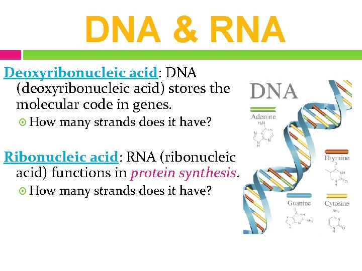 DNA & RNA Deoxyribonucleic acid: DNA (deoxyribonucleic acid) stores the molecular code in genes.