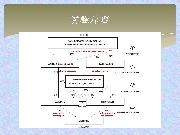 實驗原理 exo-enzymes of fermentative bacteria ① ② obligate anaerobes ③ acetogens acetotrophic methanogens ④