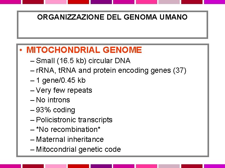ORGANIZZAZIONE DEL GENOMA UMANO • MITOCHONDRIAL GENOME – Small (16. 5 kb) circular DNA
