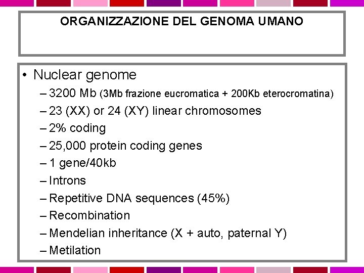 ORGANIZZAZIONE DEL GENOMA UMANO • Nuclear genome – 3200 Mb (3 Mb frazione eucromatica