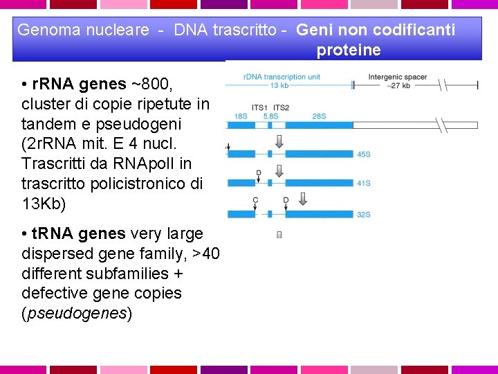 Genoma nucleare - DNA trascritto - Geni non codificanti proteine • r. RNA genes