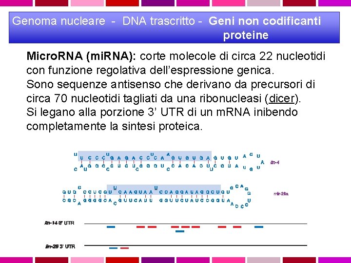 Genoma nucleare - DNA trascritto - Geni non codificanti proteine Micro. RNA (mi. RNA):