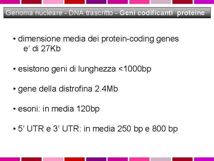 Genoma nucleare - DNA trascritto - Geni codificanti proteine • dimensione media dei protein-coding