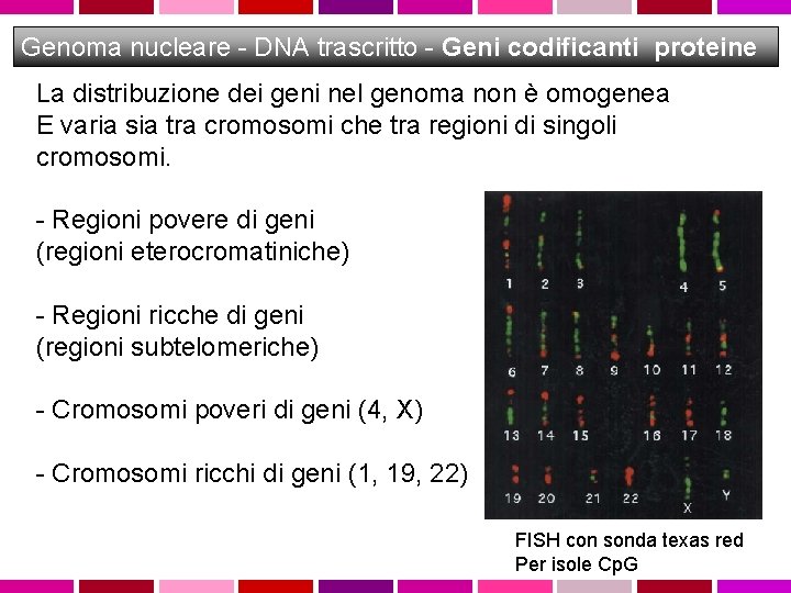 Genoma nucleare - DNA trascritto - Geni codificanti proteine La distribuzione dei geni nel