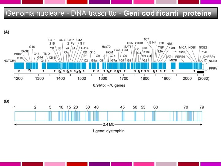 Genoma nucleare - DNA trascritto - Geni codificanti proteine 