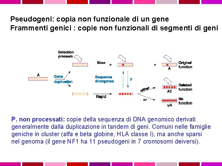 Pseudogeni: copia non funzionale di un gene Frammenti genici : copie non funzionali di