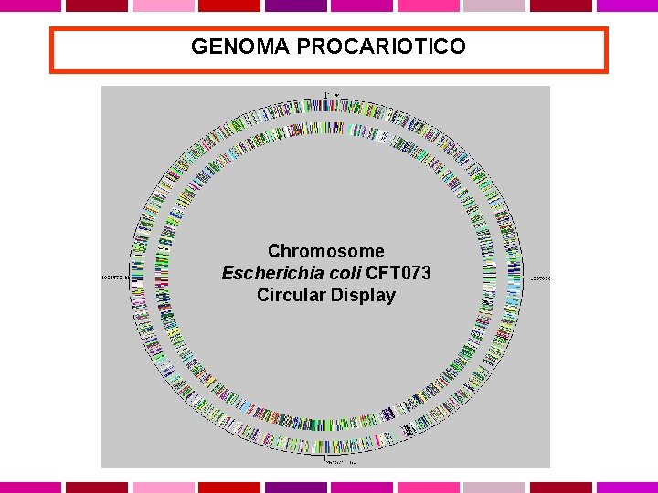 GENOMA PROCARIOTICO Chromosome Escherichia coli CFT 073 Circular Display 