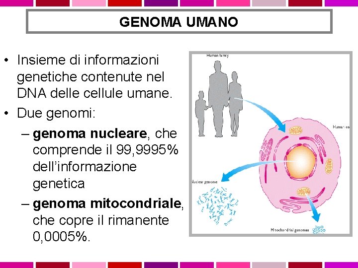 GENOMA UMANO • Insieme di informazioni genetiche contenute nel DNA delle cellule umane. •