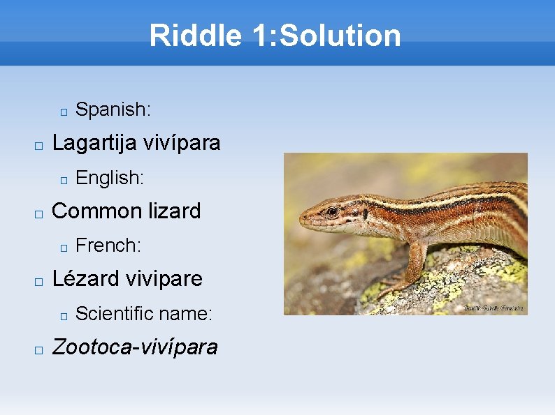 Riddle 1: Solution � � Lagartija vivípara � � French: Lézard vivipare � �