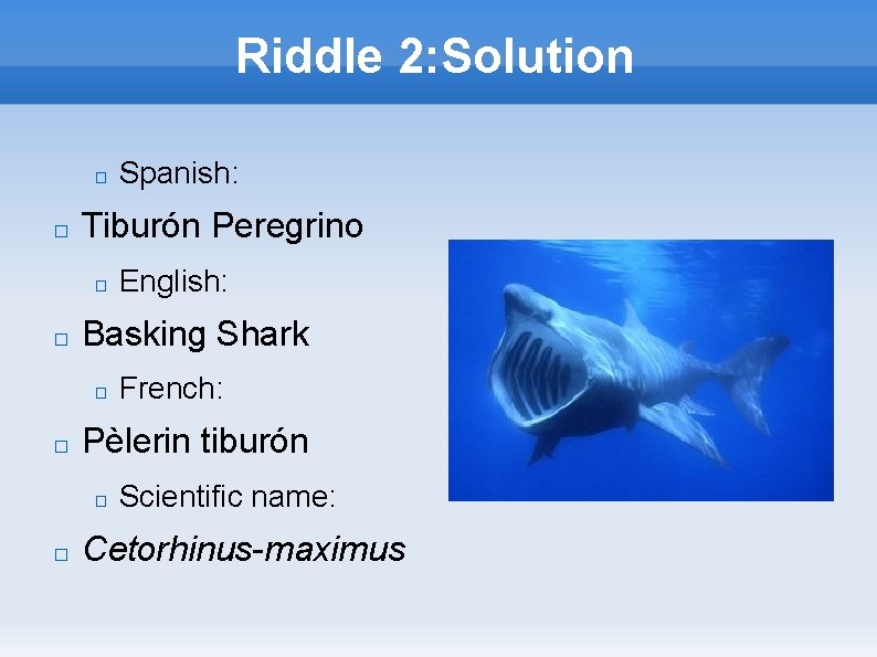 Riddle 2: Solution � � Tiburón Peregrino � � French: Pèlerin tiburón � �