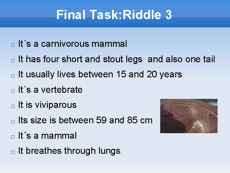 Final Task: Riddle 3 � It´s a carnivorous mammal � It has four short
