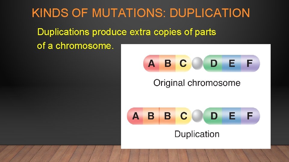 KINDS OF MUTATIONS: DUPLICATION Copyright Pearson Prentice Hall: http: //www. biologyjunction. com/powerpoints_dragonfly_book_prent. htm Duplications