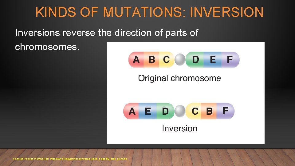 KINDS OF MUTATIONS: INVERSION Inversions reverse the direction of parts of chromosomes. Copyright Pearson