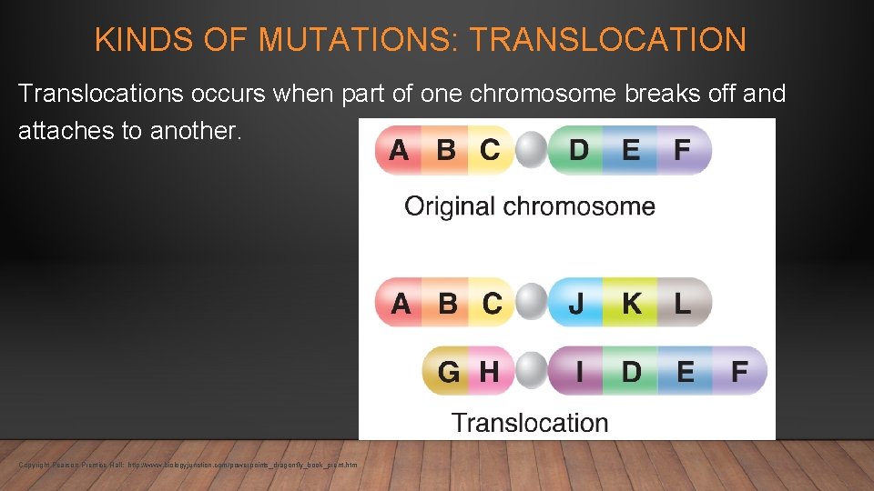 KINDS OF MUTATIONS: TRANSLOCATION Translocations occurs when part of one chromosome breaks off and