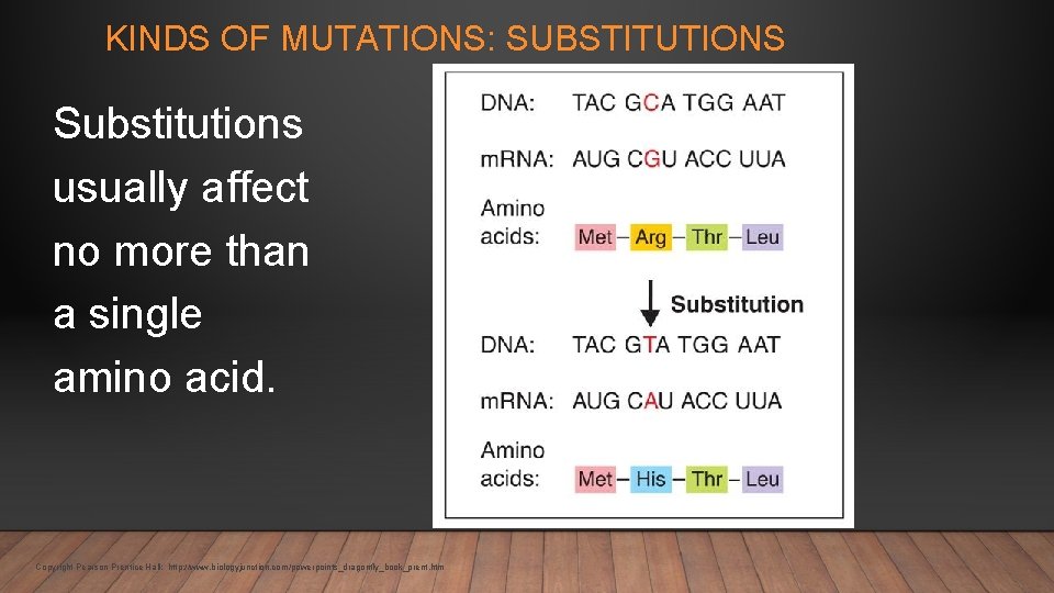 KINDS OF MUTATIONS: SUBSTITUTIONS Substitutions usually affect no more than a single amino acid.