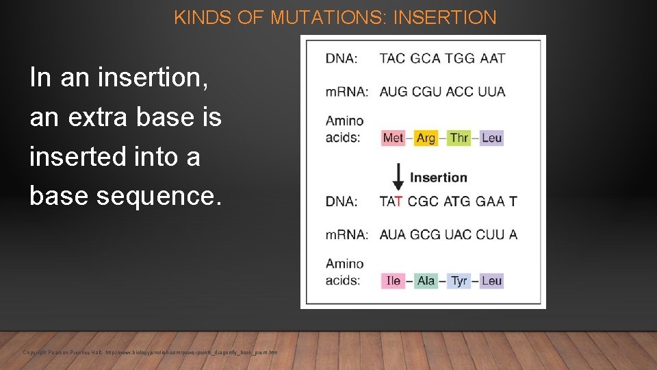 KINDS OF MUTATIONS: INSERTION In an insertion, an extra base is inserted into a