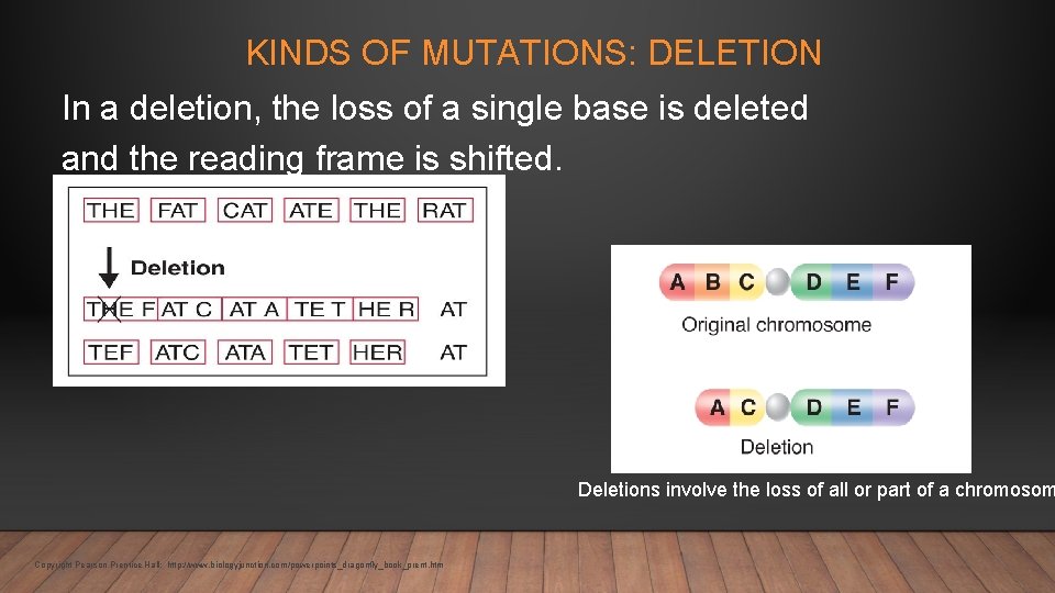 KINDS OF MUTATIONS: DELETION In a deletion, the loss of a single base is