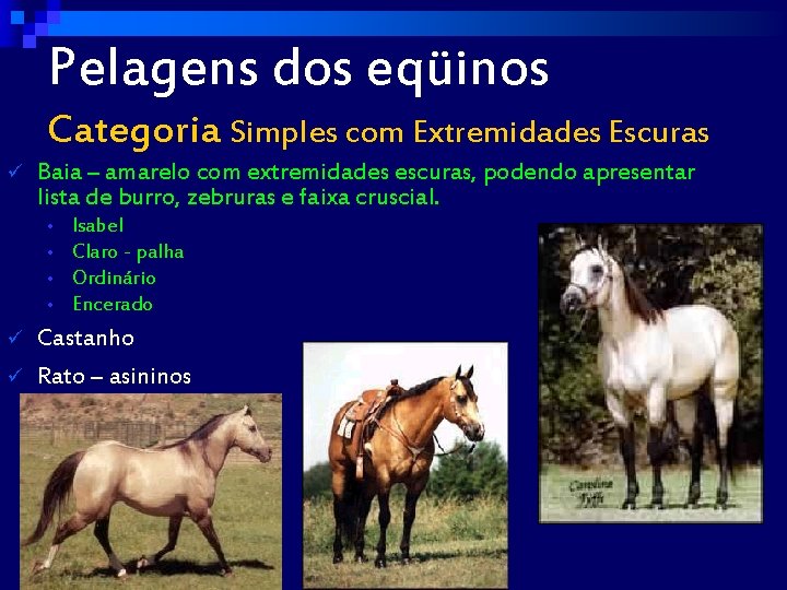 Pelagens dos eqüinos Categoria Simples com Extremidades Escuras ü Baia – amarelo com extremidades