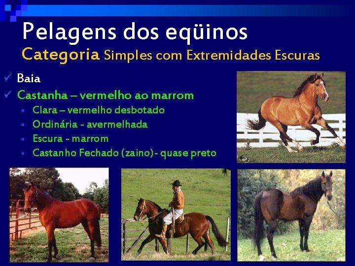 Pelagens dos eqüinos Categoria Simples com Extremidades Escuras ü ü Baia Castanha – vermelho