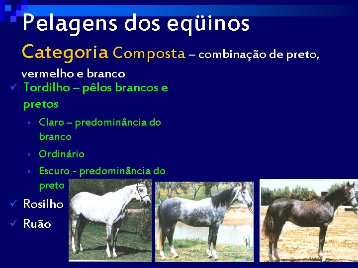 Pelagens dos eqüinos Categoria Composta – combinação de preto, vermelho e branco ü Tordilho